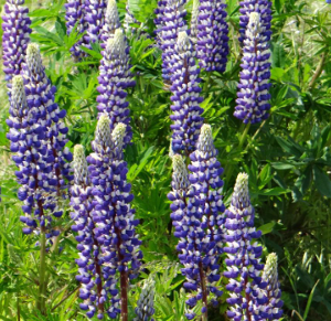 Lupinus 'Le Gentilhomme'