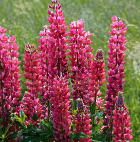 Lupinus 'Mon Château'