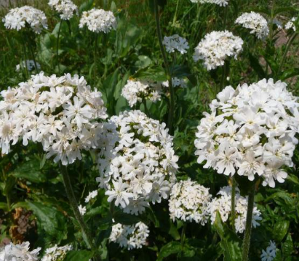 Lychnis chalcedonica 'Rauhref'