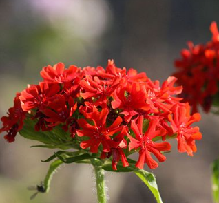 Lychnis chalcedonica