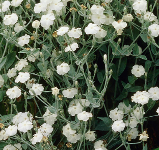 Lychnis coronaria 'Alba'