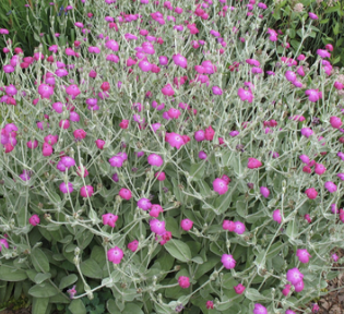 Lychnis coronaria