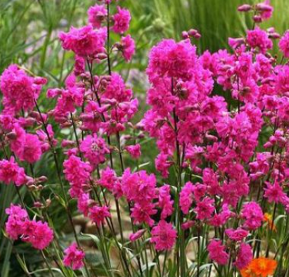 Lychnis splendens 'Fever'