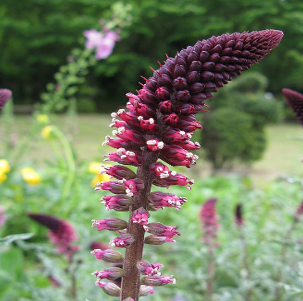 Lysimachia atropurpurea 'Beaujolais'