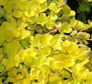 Lysimachia nummularia 'Aurea'