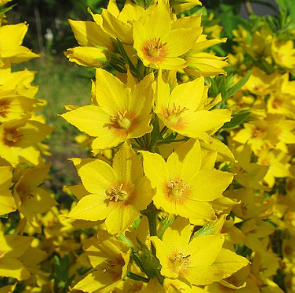 Lysimachia punctata