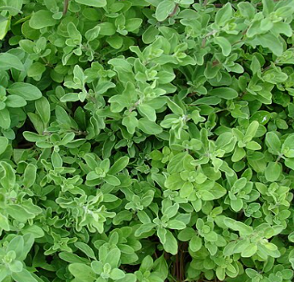 Marjolaine - Origanum majorana