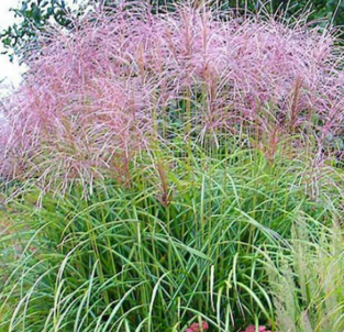 Miscanthus sinensis 'Flamingo'