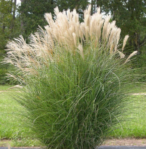 Miscanthus sinensis 'Gracillimus'