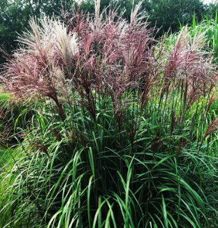 Miscanthus sinensis 'Malpertus'