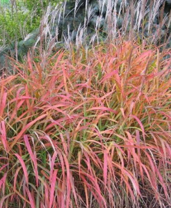 Miscanthus sinensis 'Purple Fall'