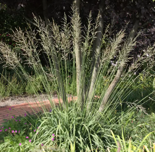 Molinia arundinacea 'Transparent'