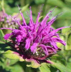 Monarda 'Blaustrumpf'