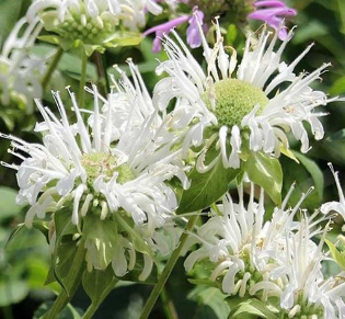 Monarda 'Schneewittcheen'