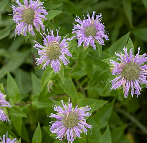 Monarda 'Tante Polly'