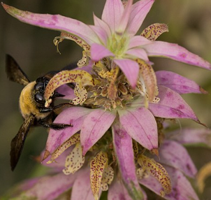 Monarda punctata