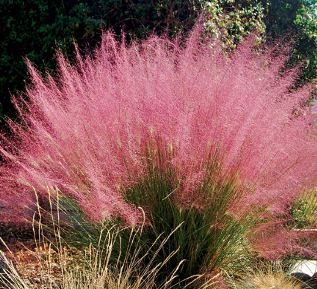 Muhlenbergia capillaris