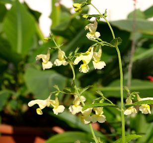 Nepeta govaniana