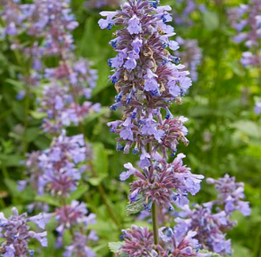 Nepeta grandiflora 'Bramdean'