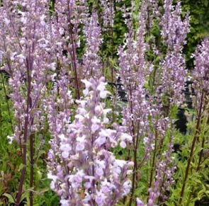 Nepeta nuda 'Purple Cat'