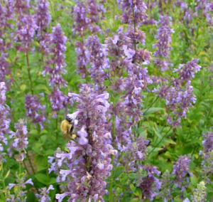 Nepeta parnassica