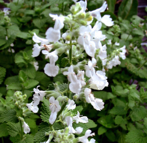 Nepeta racemosa 'Alba'