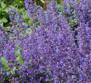 Nepeta racemosa 'Six Hills Giant'