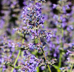 Nepeta racemosa