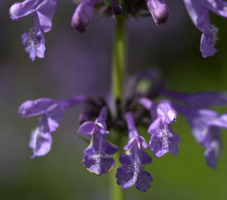 Nepeta sibirica