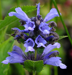 Nepeta subsessilis 'Blue Dreams'