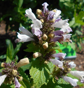 Nepeta subsessilis 'Sweet Dreams'