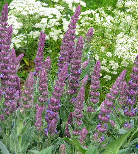 Nepeta tuberosa