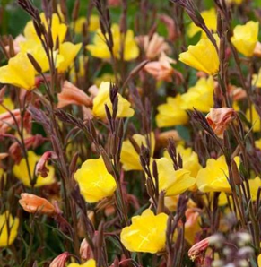 Oenothera odorata 'Sulphurea'