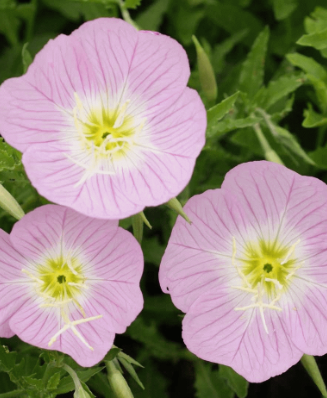 Oenothera speciosa