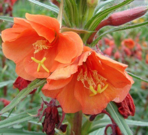 Oenothera versicolor