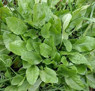 Oseille - Rumex acetosa