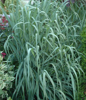 Panicum virgatum 'Dallas Blues'