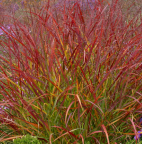 Panicum virgatum 'Rotstrahlbush'