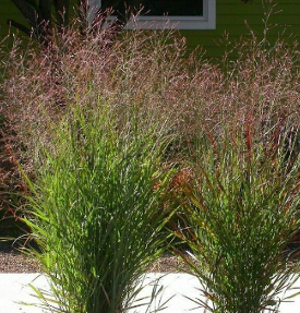 Panicum virgatum 'Warrior'