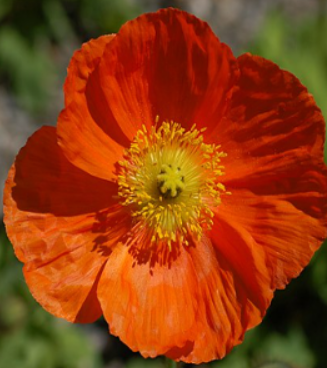 Papaver nudicaule hybr. 'Champagne bubbles F1 Orange'