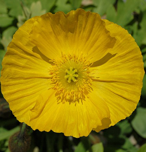 Papaver nudicaule hybr. 'Champagne bubbles F1 Yellow'