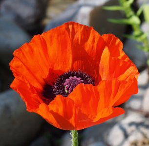 Papaver orientalis 'Brillant'