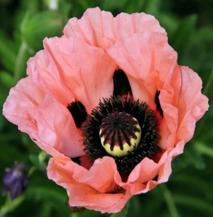 Papaver orientalis 'Princess Victoria Lousie'