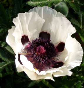 Papaver orientalis 'Royal Wedding'