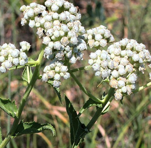 Parthenium integrifolium