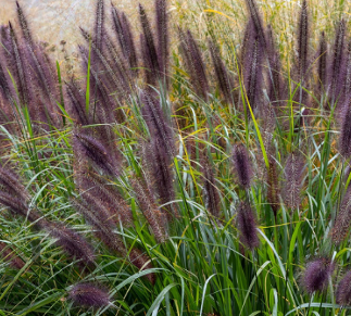 Pennisetum alopecuroides 'Black Beauty'