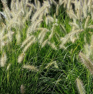 Pennisetum alopecuroides 'Hameln'