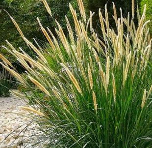 Pennisetum macrourum