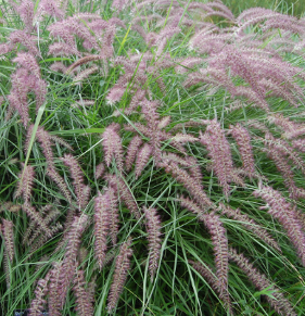 Pennisetum orientalis