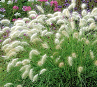 Pennisetum villosum